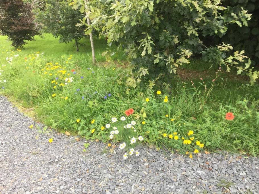 An Bothan-Cosy Cottage In The Cooley Mountains Dundalk Exteriör bild