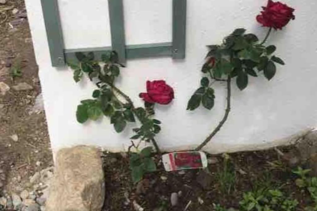 An Bothan-Cosy Cottage In The Cooley Mountains Dundalk Exteriör bild